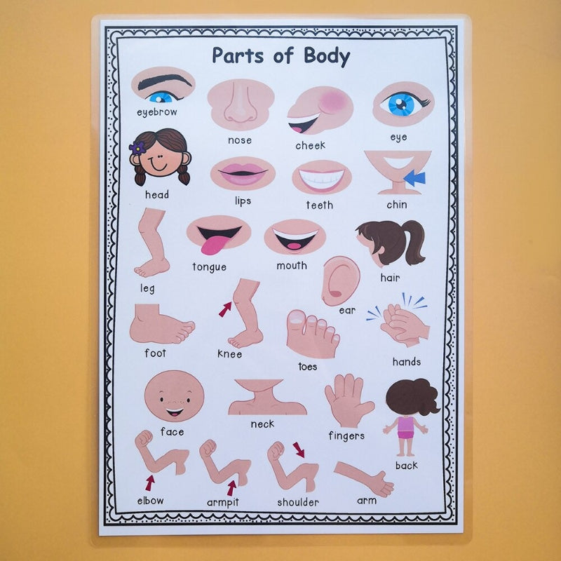 2Pcs Body Parts Poster
