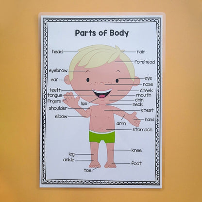 2Pcs Body Parts Poster