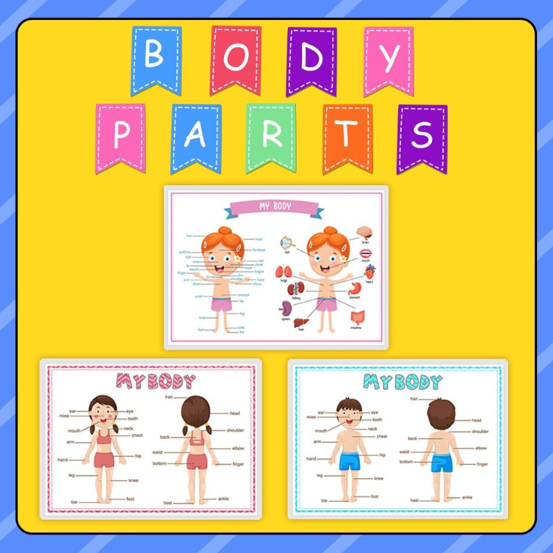 3 PCS Body Parts English Words